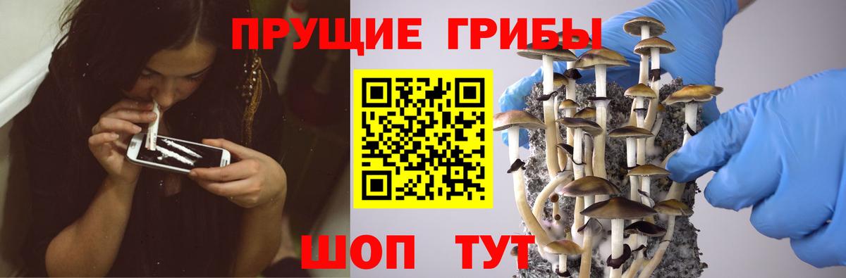 Псилоцибиновые грибы Psilocybine cubensis  наркошоп  Артём  Вход с VPN  Псилоцибиновые грибы Psilocybine cubensis 